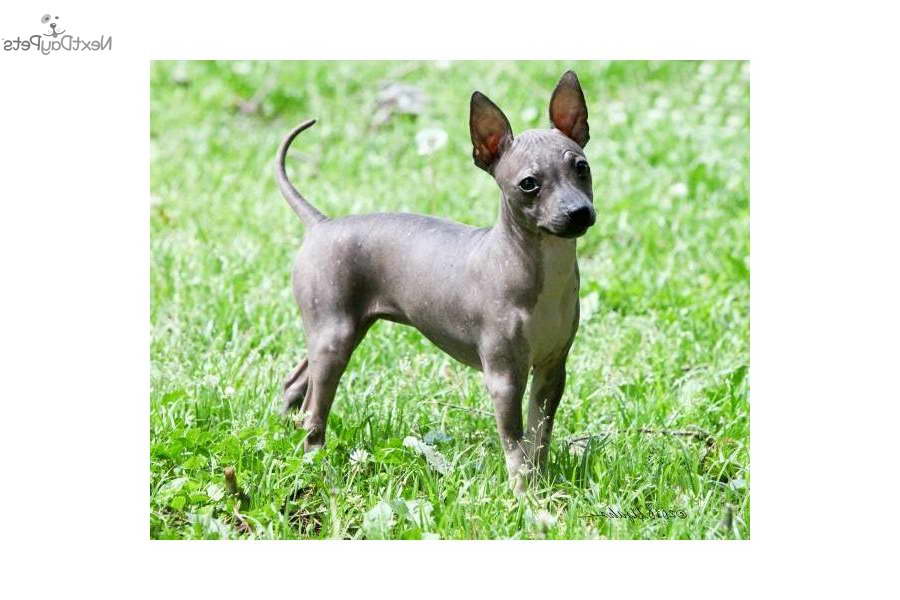 Hairless Terrier Puppies For Sale