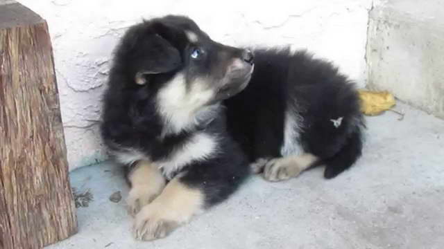 Half German Shepherd Half Husky Puppies