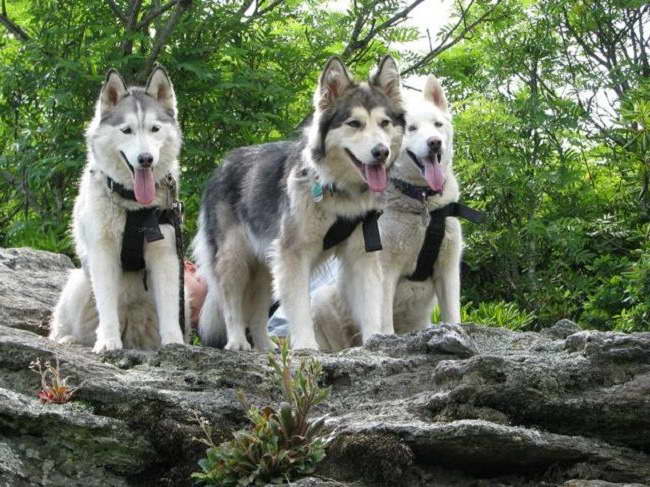 Half Husky Half Wolf Puppies For Sale