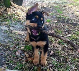 Half Rottweiler Half German Shepherd For Sale
