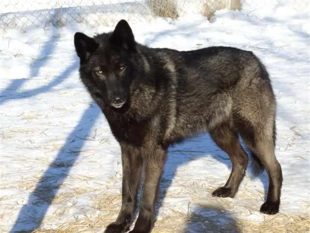 Half Wolf Half German Shepherd For Sale