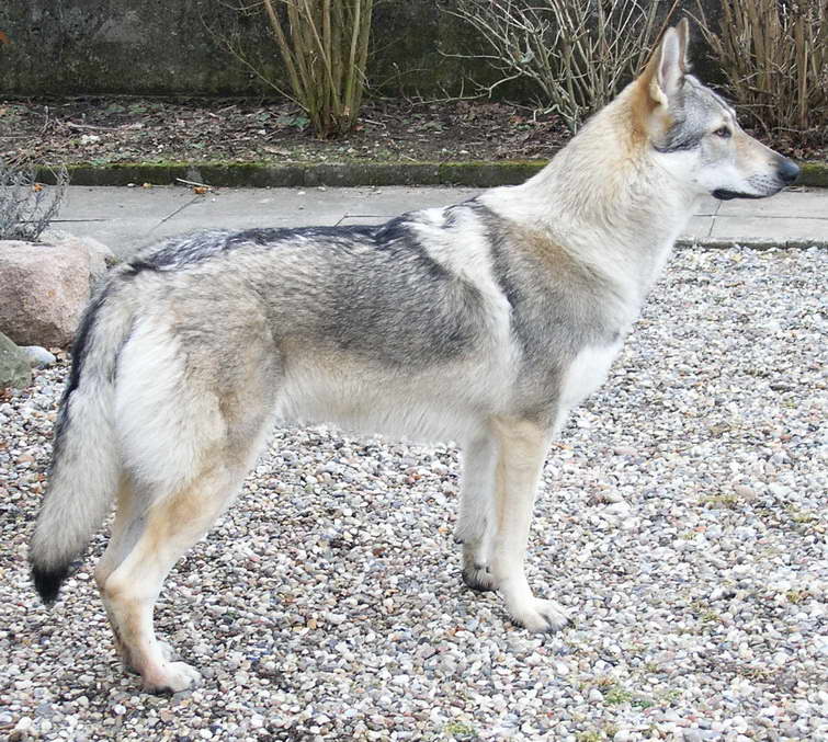 Half Wolf Half German Shepherd Puppies For Sale