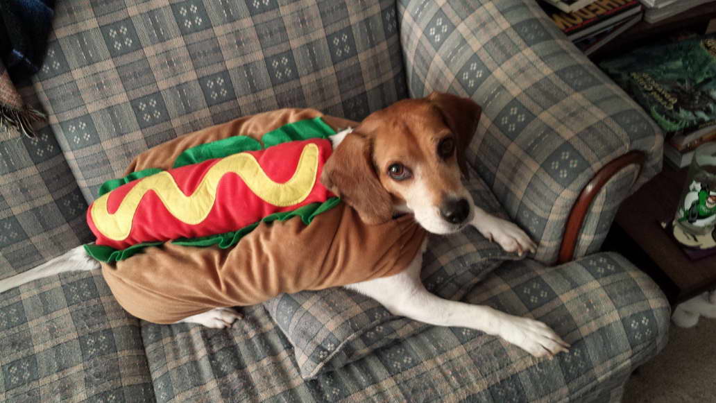 Halloween Beagle