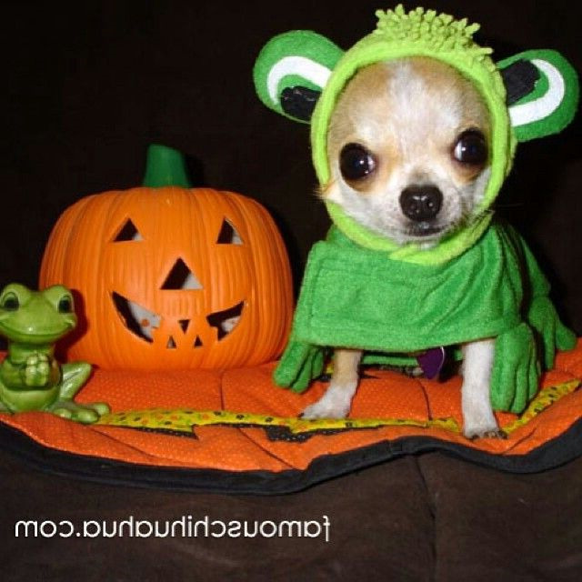 Halloween Chihuahua