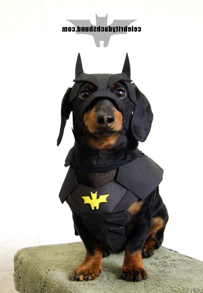 Halloween Costumes For Dachshund Dogs