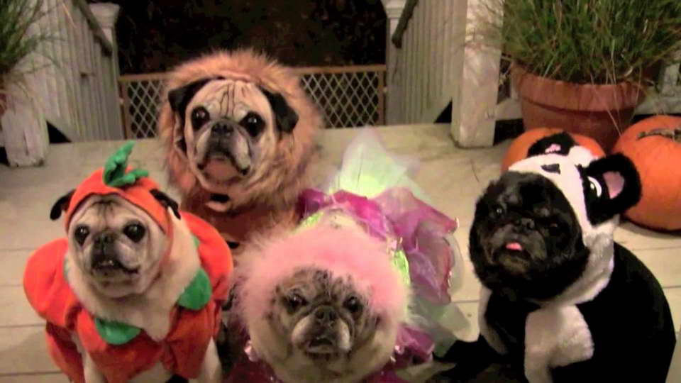 Halloween Pug Pictures