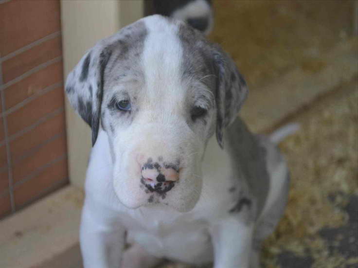 Harlequin Great Dane Puppies For Sale In Indiana