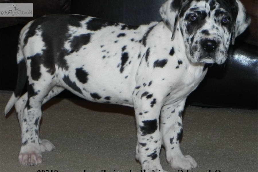 Harlequin Great Dane Puppies For Sale In Ohio