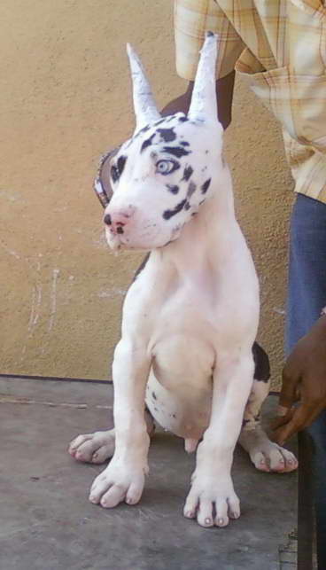 Harlequin Great Dane Puppies For Sale In Pa
