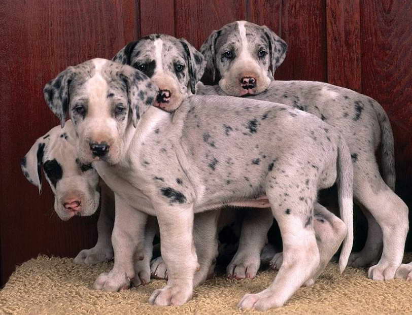 Harlequin Great Dane Puppies