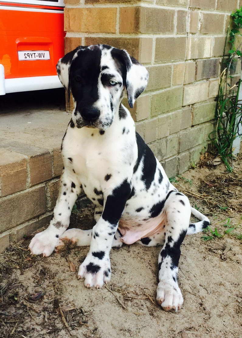 Harlequin Great Dane