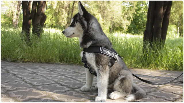 Harness For Husky Puppy