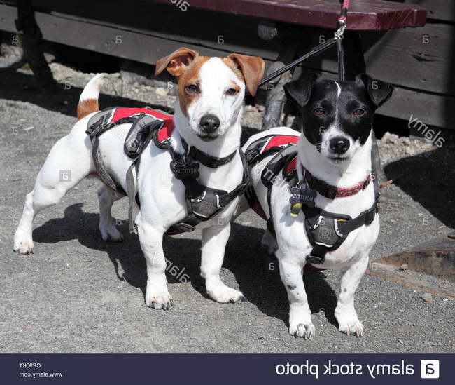 Harness For Jack Russell Terrier