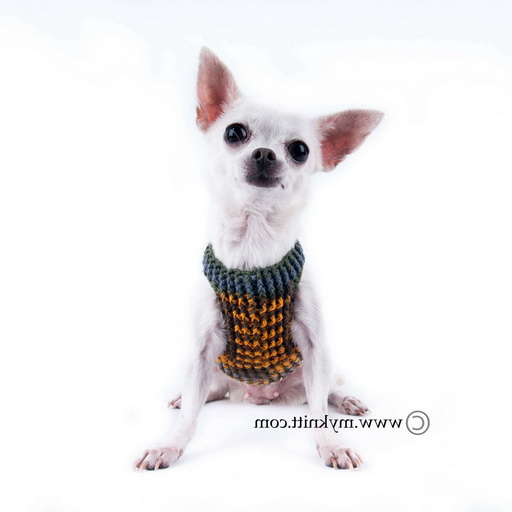 Harness For Teacup Chihuahua