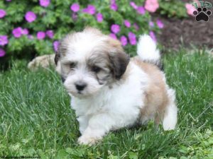 Havanese Pomeranian Mix Puppies For Sale