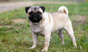Healthy Pug