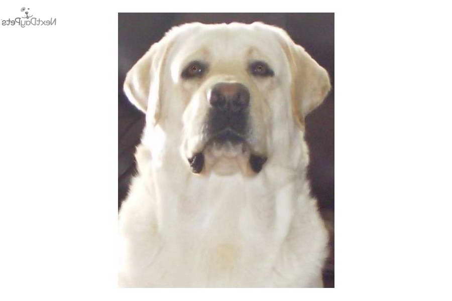 Heartlands Quality Labrador Retrievers