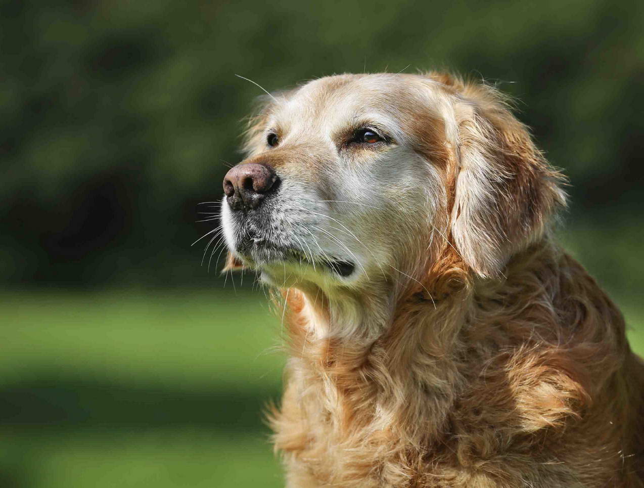 Hemangiosarcoma Golden Retriever