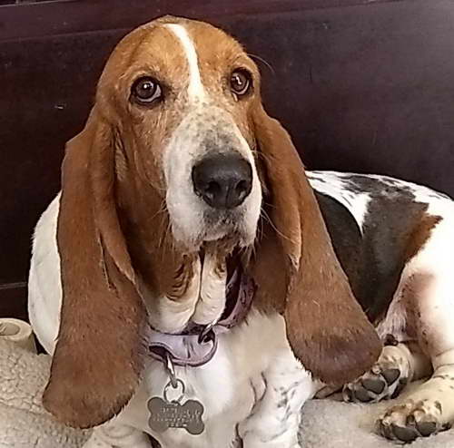 High Country Basset Hound Rescue