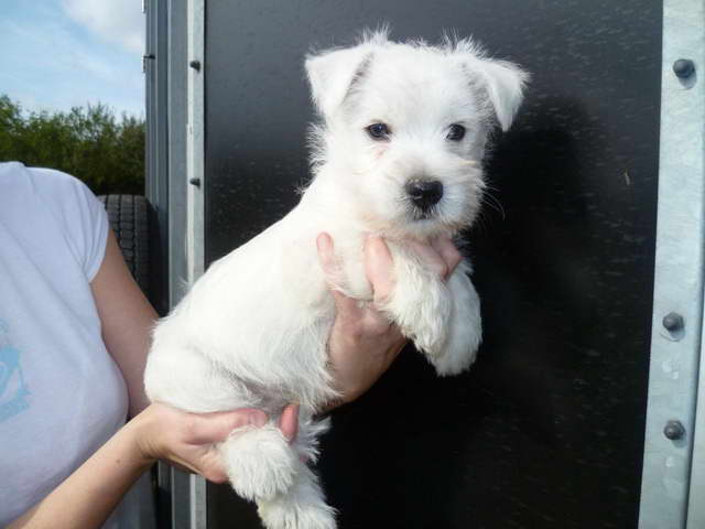 Highland Terrier For Sale