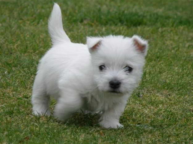 Highland Terrier Puppies