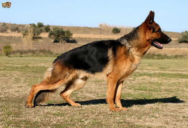 Hip Dysplasia German Shepherd