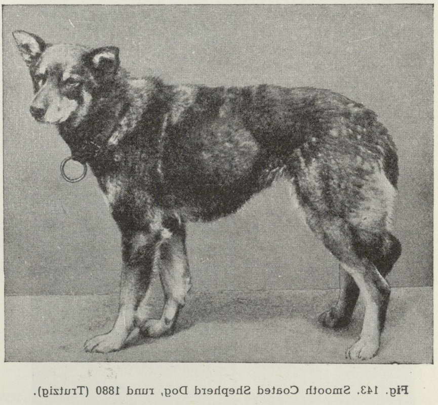 History Of German Shepherd