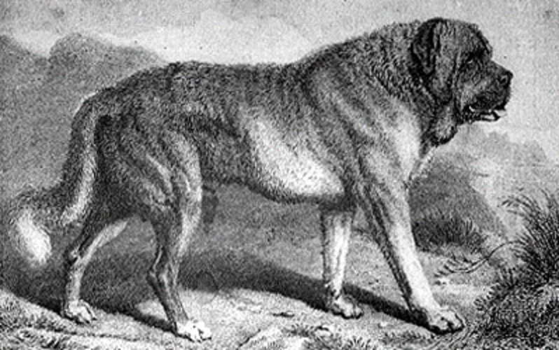 History Of The Mastiff