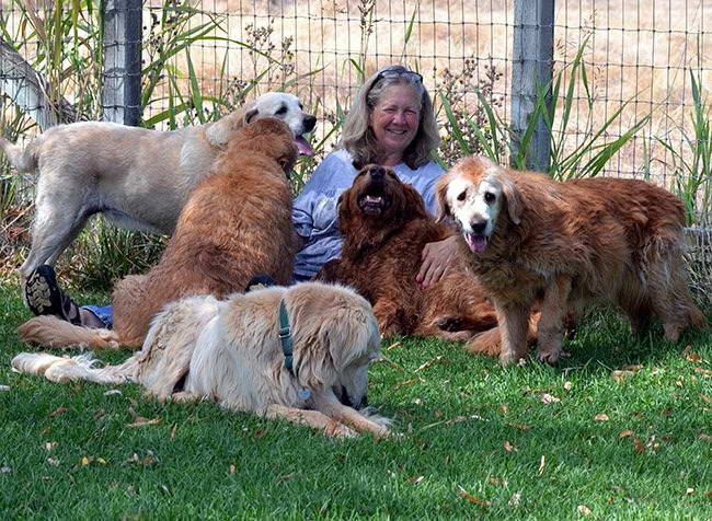 Homeward Bound Golden Retriever Rescue