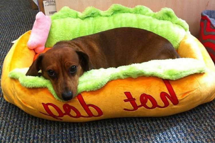 Hot Dog Bed For Dachshund