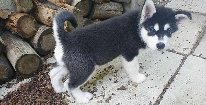 House Breaking A Husky