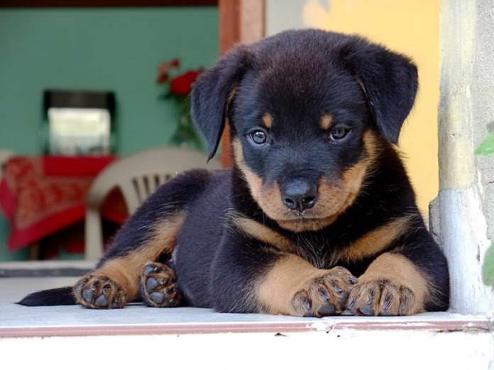 House Training A Rottweiler Puppy