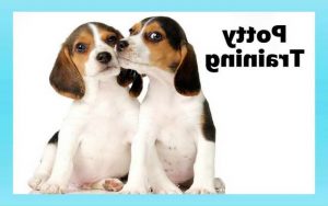 Housebreaking A Beagle