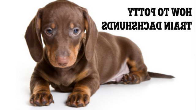 Housebreaking A Dachshund Puppy