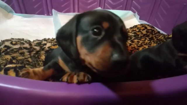 Housebreaking A Dachshund