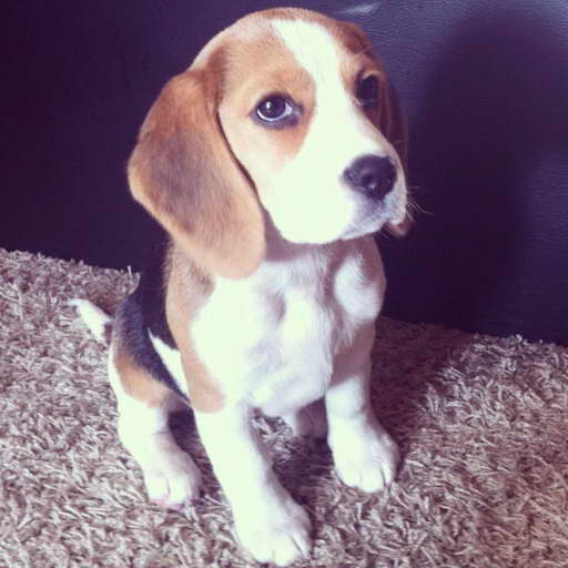 Housetraining A Beagle