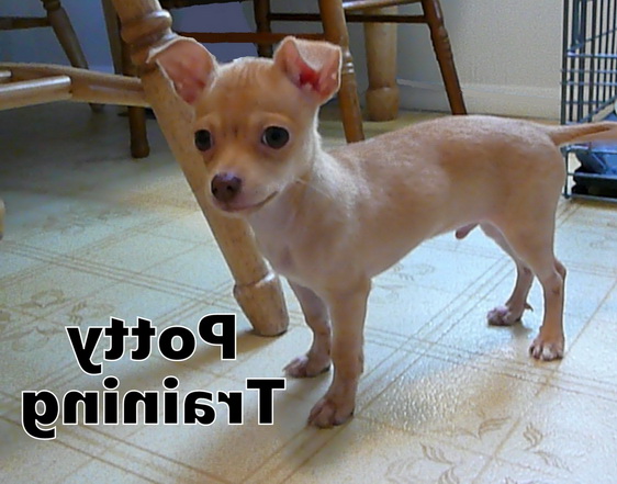 Housetraining A Chihuahua