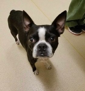 Houston Boston Terrier Rescue