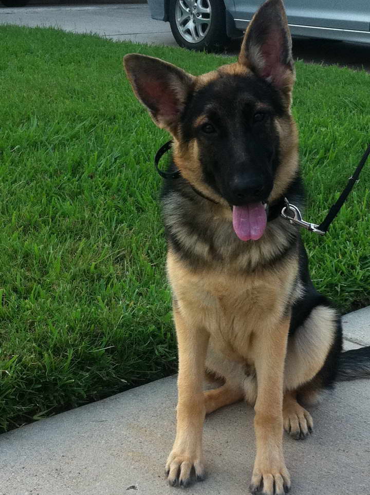 Houston German Shepherd Puppy