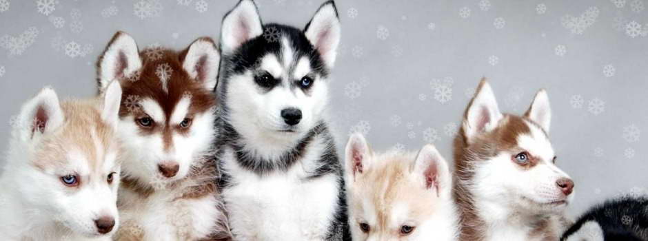 Houston Husky Puppies