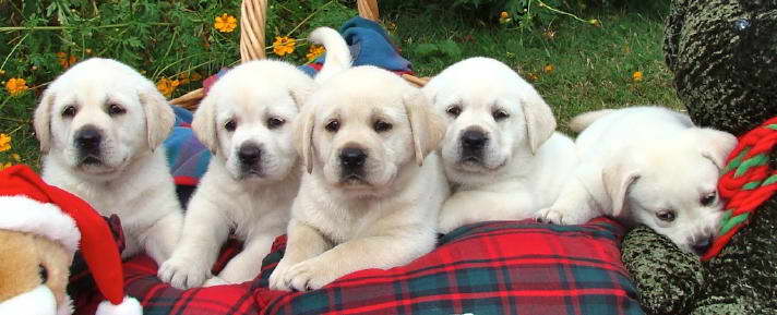 Houston Labrador Puppies