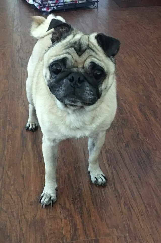 Houston Pug