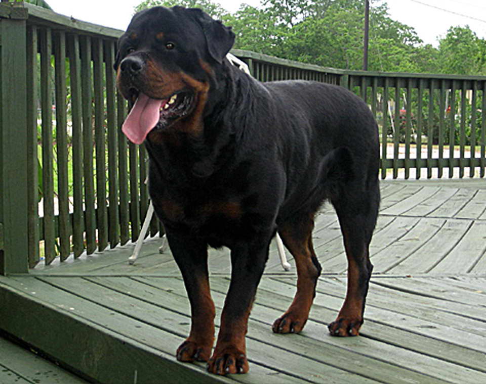 Houston Rottweiler