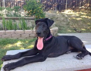 How Big Is A Great Dane Puppy