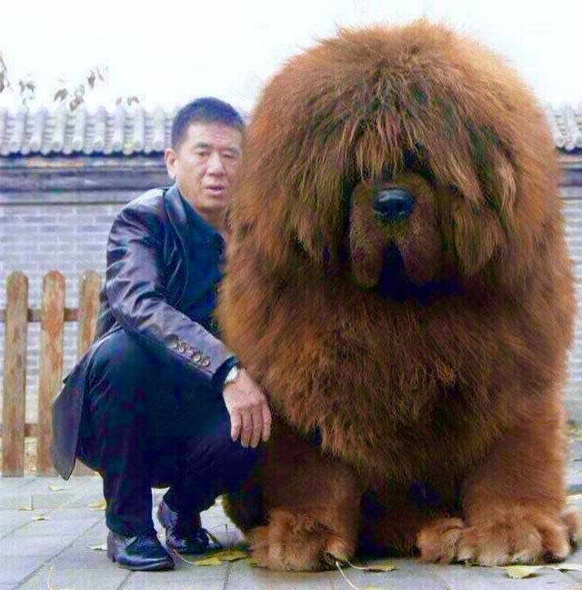 How Big Is A Tibetan Mastiff