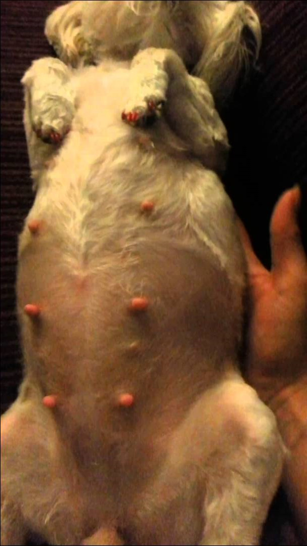 How Can I Tell If My Chihuahua Is Pregnant