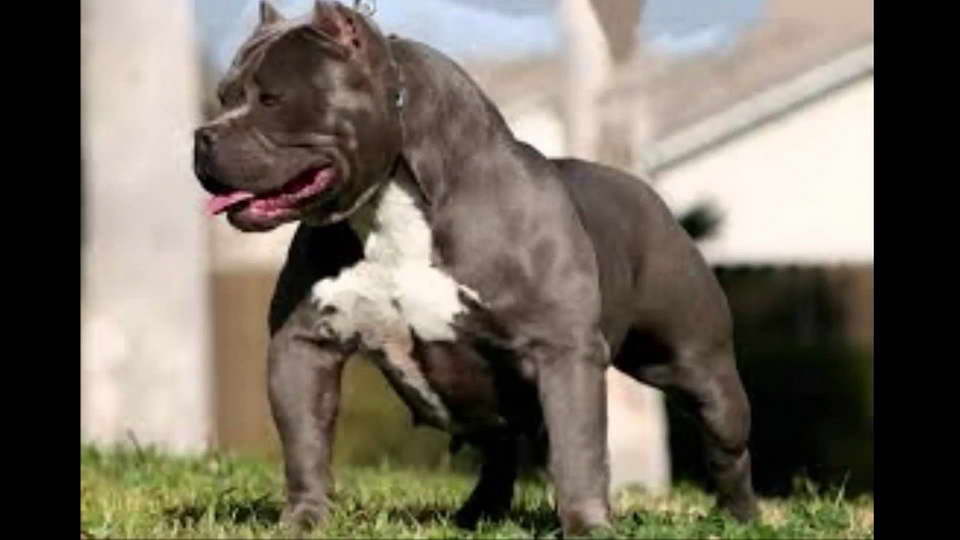 How Dangerous Are Pit Bull Dogs