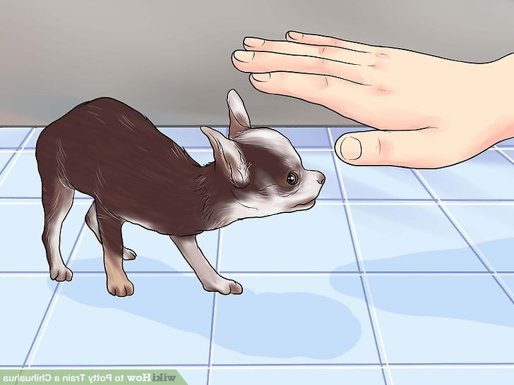 How Do You Potty Train A Chihuahua