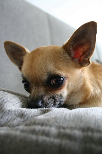 How Long Do Chihuahua Stay In Heat