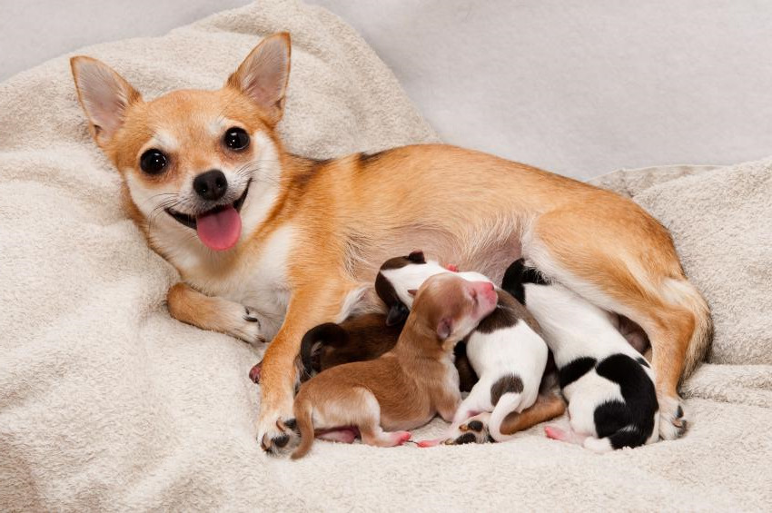 How Long Does A Chihuahua Stay Pregnant